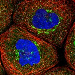 PSMD6 Antibody, Novus Biologicals 0.1mL; Unlabeled:Antibodies, Polyclonal